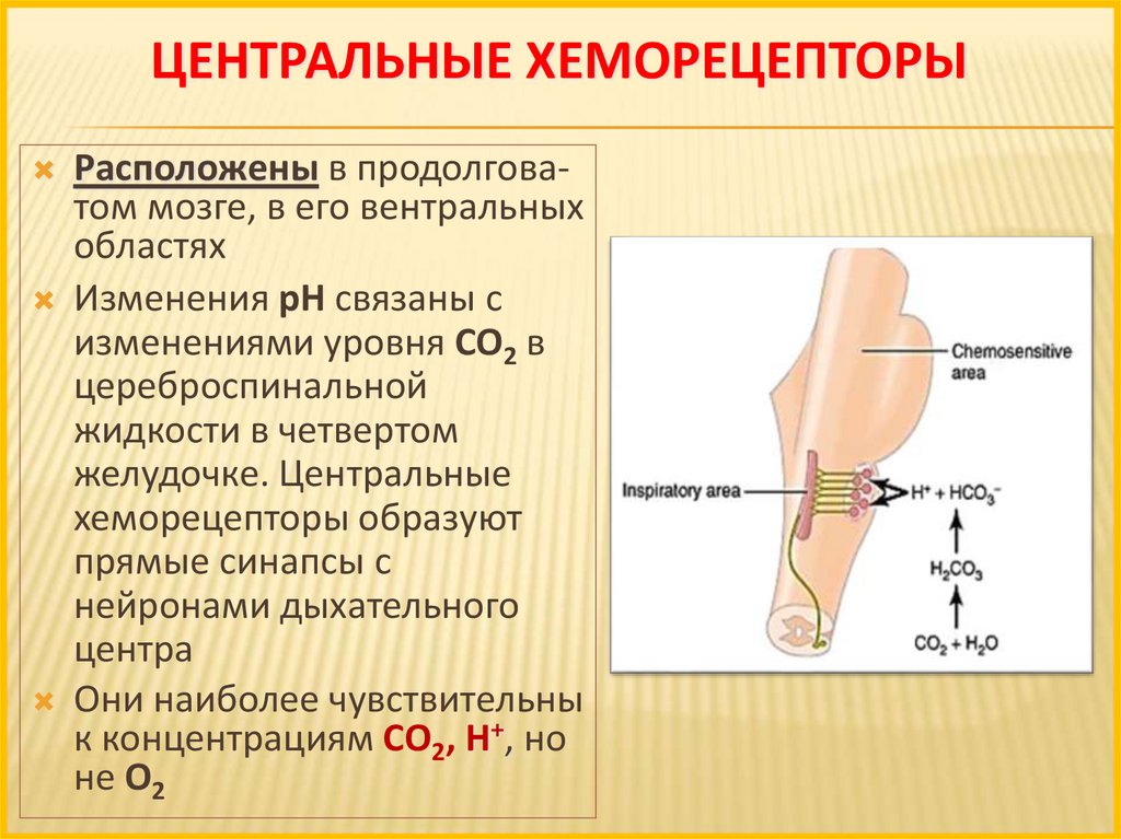 Периферические хеморецепторы дыхания