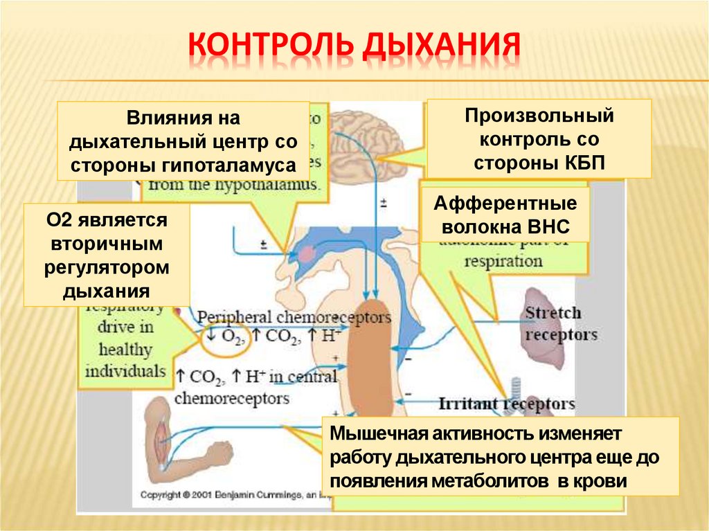 Дыхание контролируется