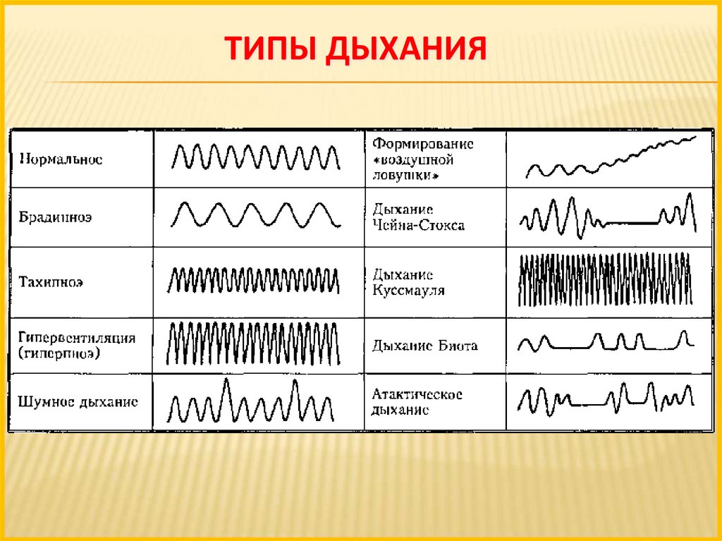 2 виды дыхания. Типы дыхания. Смешанный Тип дыхания. Патологические типы дыхания. Характеристика типов дыхания.