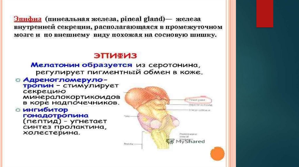 Эпифиз гормоны. Функции желез внутренней секреции эпифиз. Эпифиз железа внутренней секреции строение. Эпифиз строение функции гормоны. Эндокринные железы промежуточного мозга.