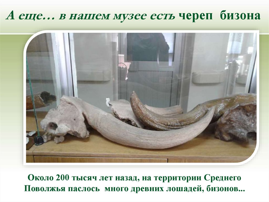 А еще… в нашем музее есть череп бизона
