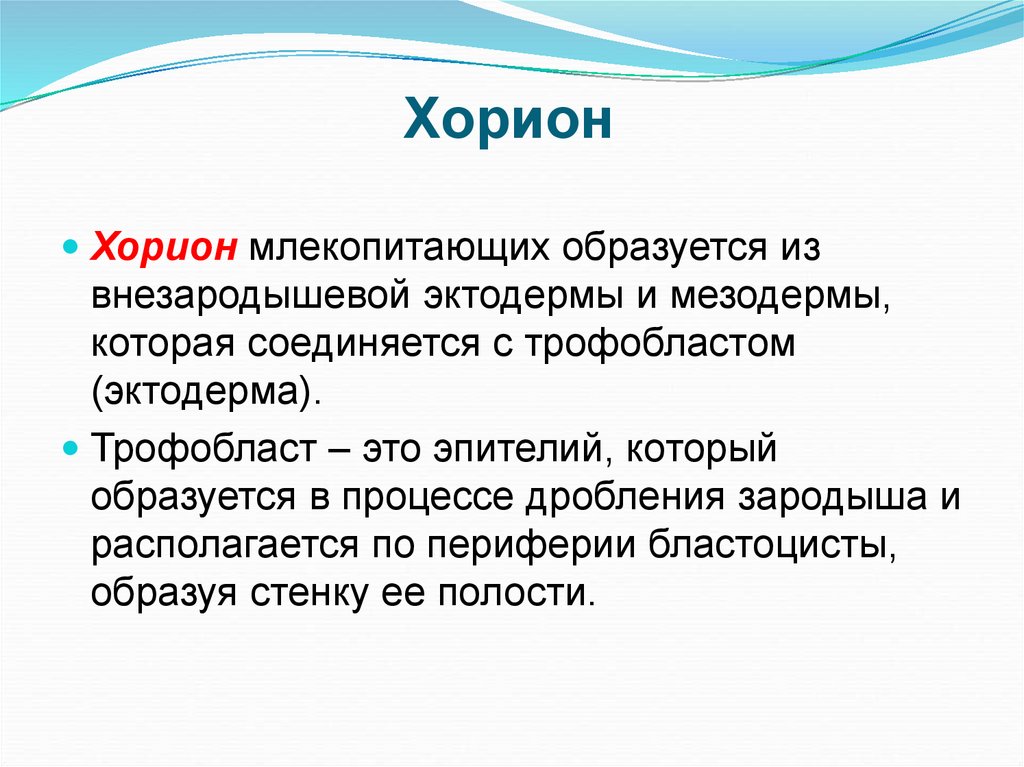 Хорион это. Хорион. Хорион развивается из. Хорион функции. Хорион у млекопитающих образован.