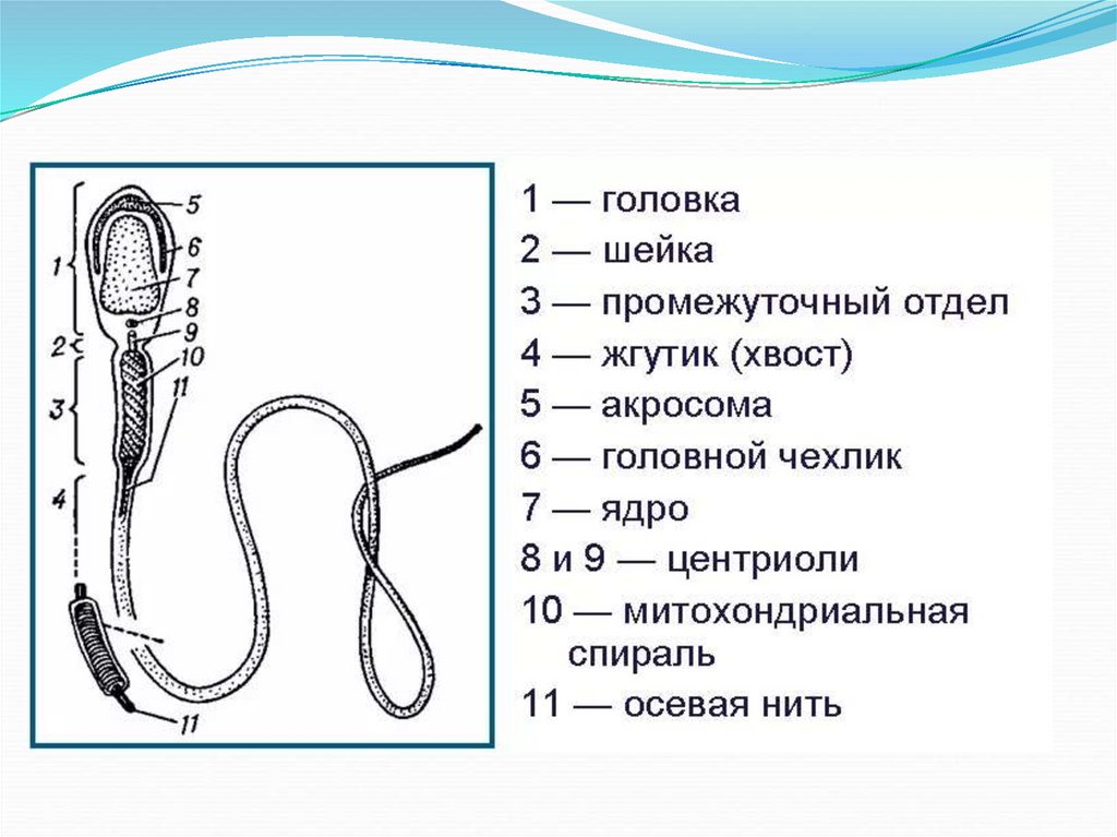 Схема строения спермия