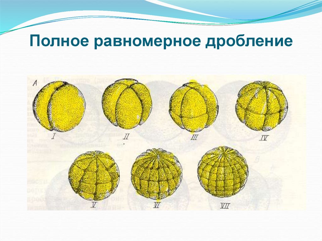 Равномерное дробление. Полное равномерное дробление зиготы. Полное неравномерное дробление зиготы. Полное и неполное дробление зиготы. Дробление зиготы полное неполное равномерное.