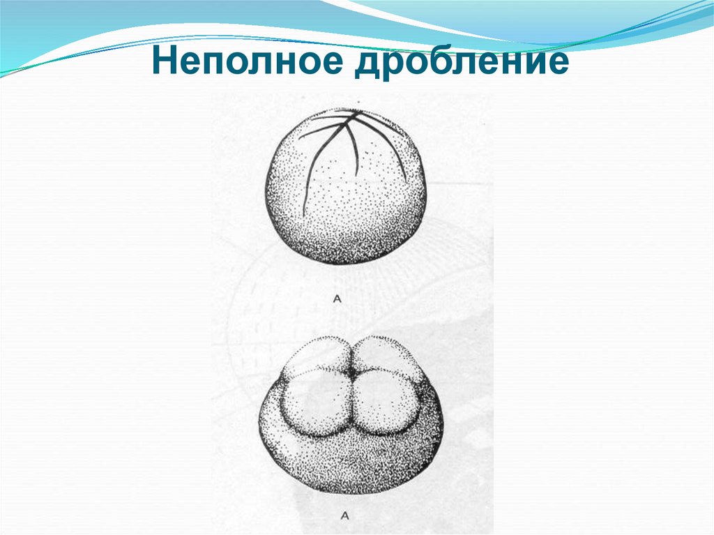 Дробление у человека