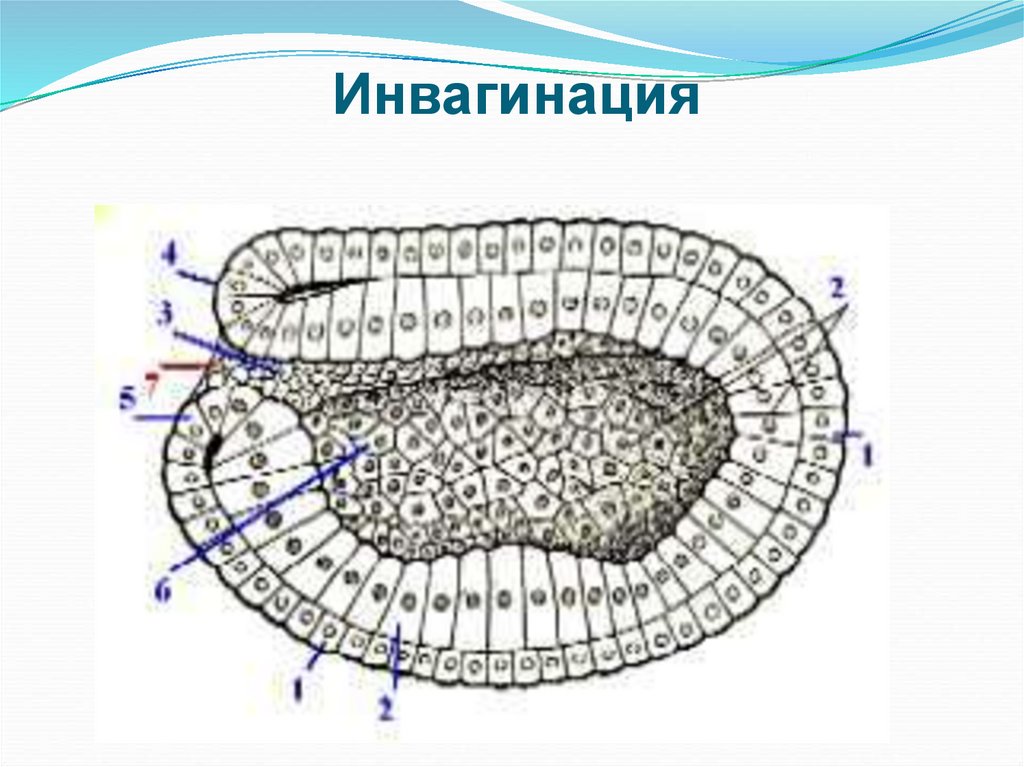 Гаструла ланцетника рисунок