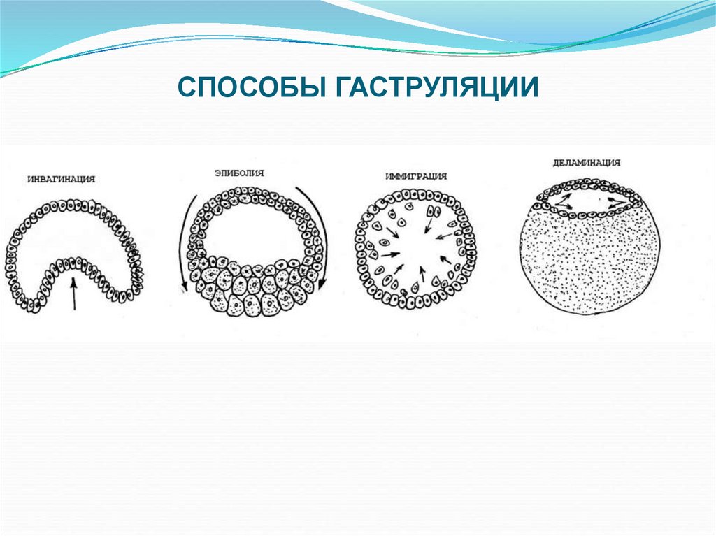 Гаструляция иммиграция рисунок