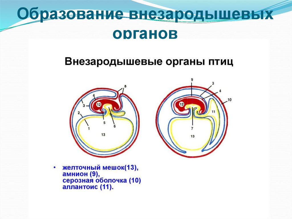 Внезародышевые органы человека