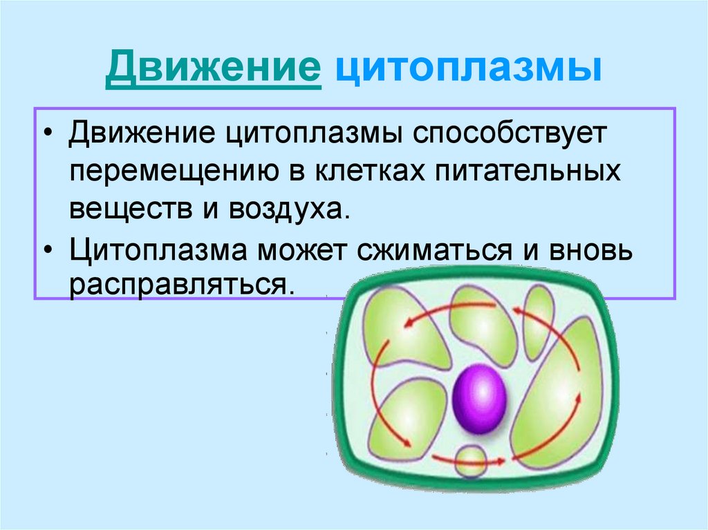 В какой клетке находится цитоплазма. Жизнедеятельность клетки деление клетки. Цитоплазма рисунок. Основные структуры цитоплазмы.