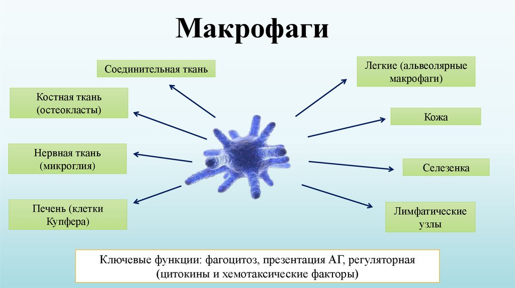 Клетками макрофагами являются. Макрофаги гистология. Клетка Макрофаг строение. Макрофаги гистология классификация. Макрофаги строение и функции.