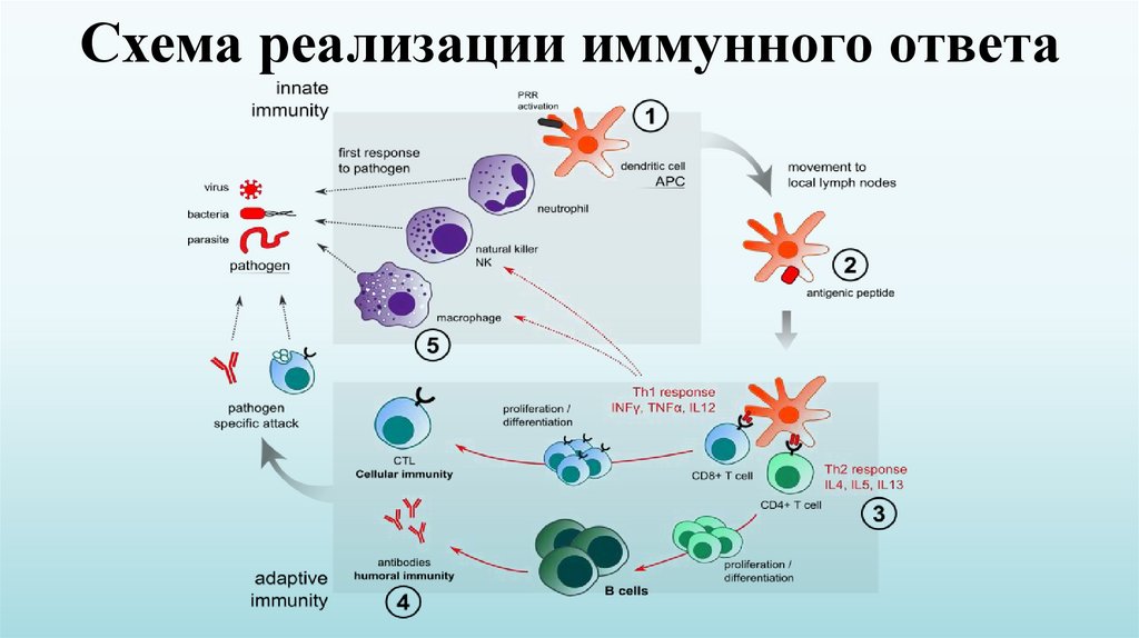 Этапы иммунного ответа
