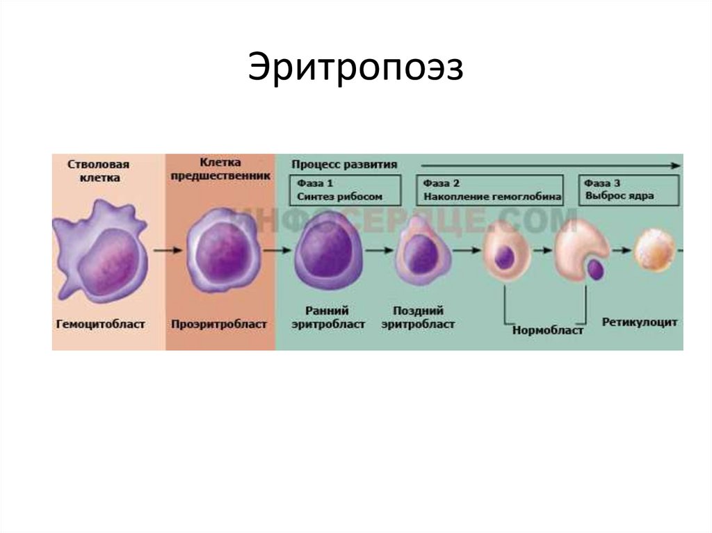 Эритропоэз