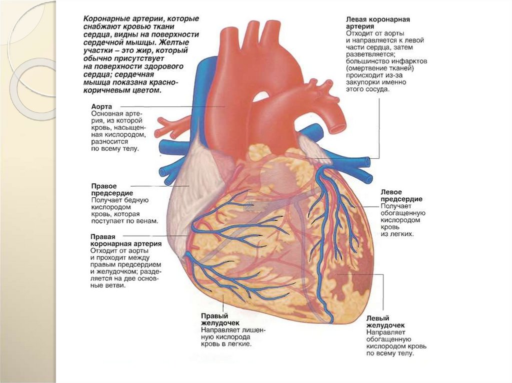 Коронарный. Коронарные сосуды сердца. Характеристики сердца коронарные сосуды. Анатомия коронарных артерий сердца. Коронарные артерии сердца.