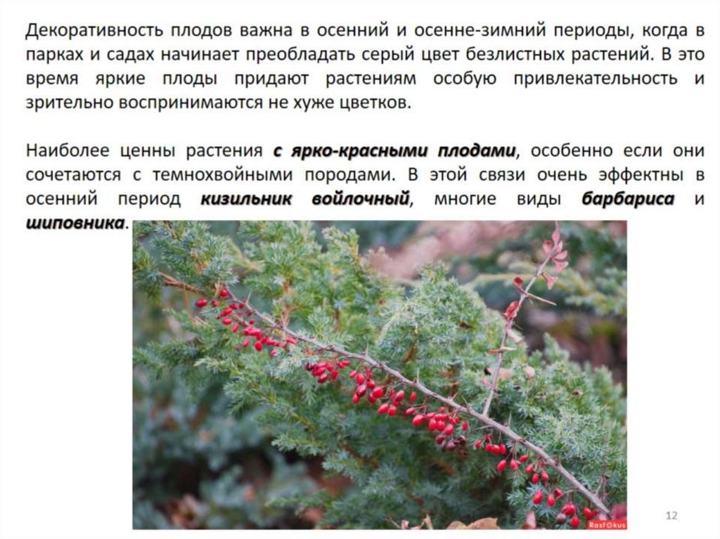 Декоративная дендрология - презентация онлайн
