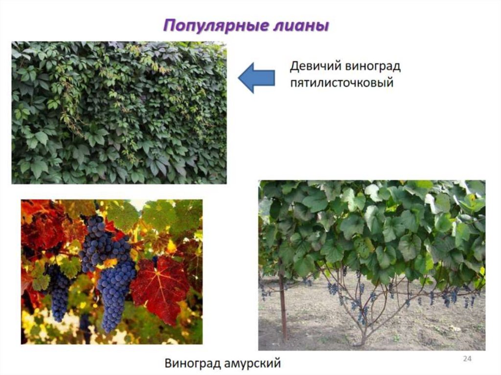 Декоративная дендрология - презентация онлайн