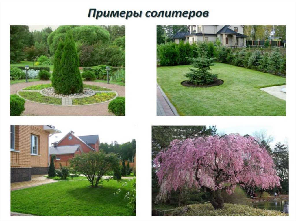 Декоративная дендрология - презентация онлайн