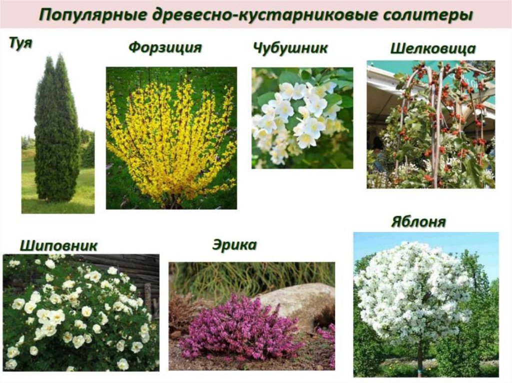 Декоративная дендрология - презентация онлайн