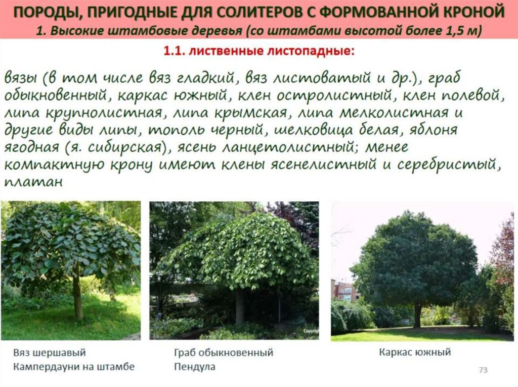 Декоративная дендрология - презентация онлайн