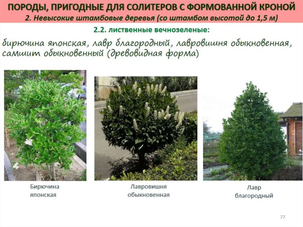 Декоративная дендрология - презентация онлайн