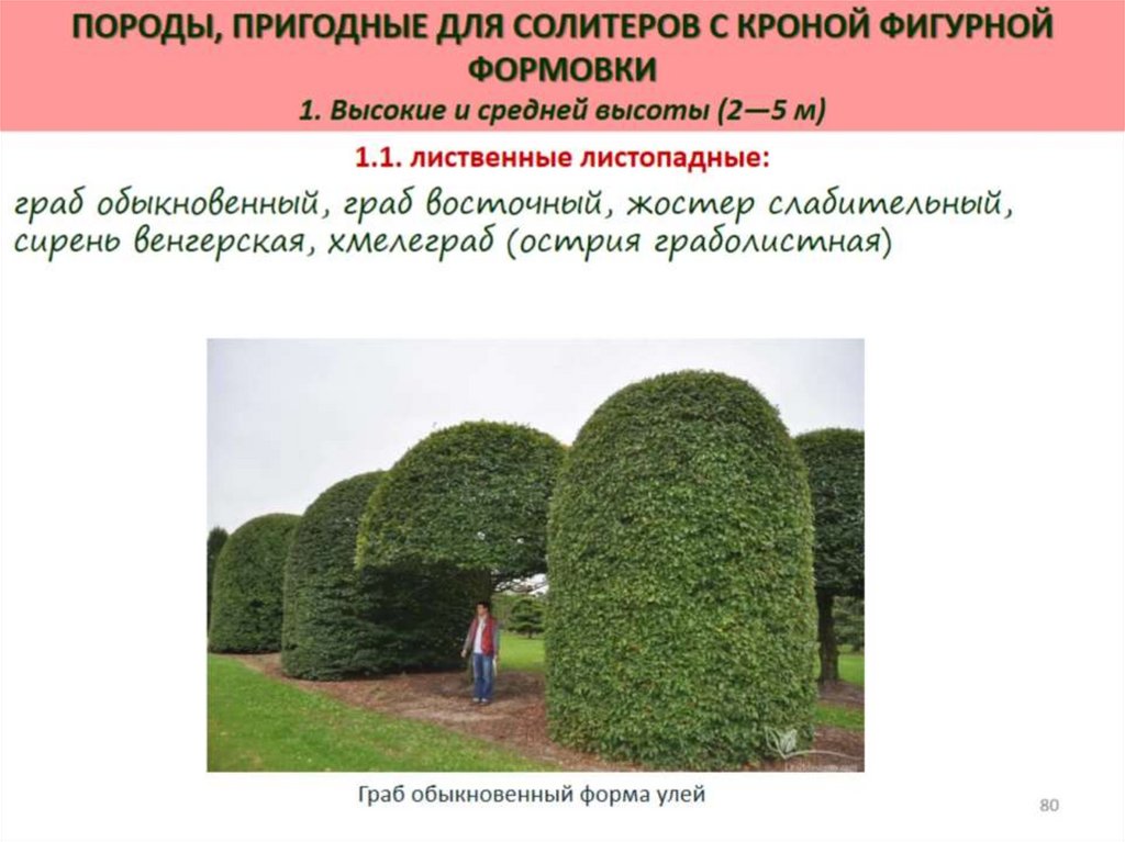 Декоративная дендрология - презентация онлайн