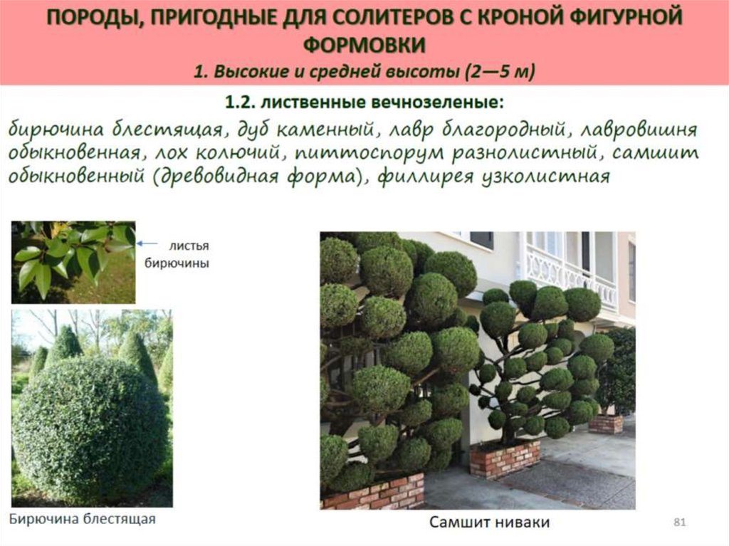 Декоративная дендрология - презентация онлайн