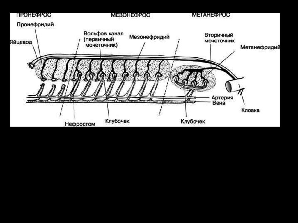 Определите общее количество мезонефросов у модельных животных. Стадии развития почки анатомия. Метанефрос строение. Пронефрос ланцетника. Эволюция почки.