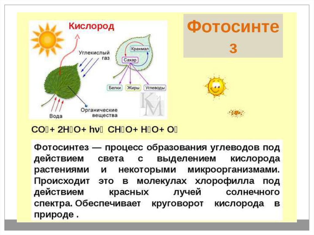 Вода выделяется при фотосинтезе. Фотосинтез. Фотосинтез крахмал. Фотосинтез кислород. Образование растениями кислорода в процессе фотосинтеза.