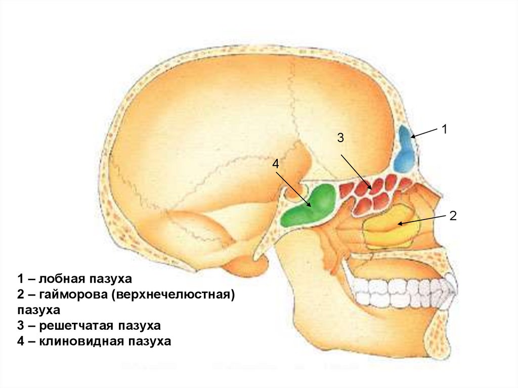 Где находятся резонаторы. Клиновидная пазуха черепа анатомия. Клиновидная пазуха анатомия. Передняя стенка пазухи лобной кости. Лобная кость лобная пазуха.
