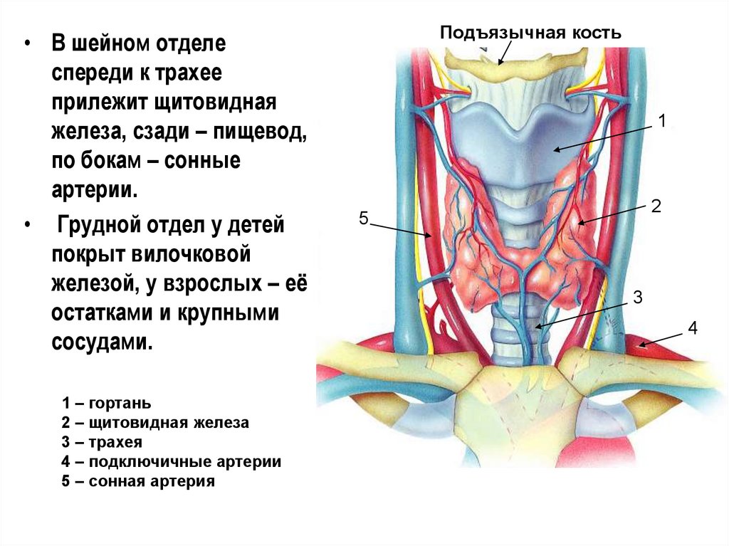 Артерии щитовидной железы. Артерии щитовидной железы анатомия. Кровоснабжение щитовидной железы анатомия. Артерии щитовидной железы схема. Щитовидная железа строение иннервация кровоснабжение.