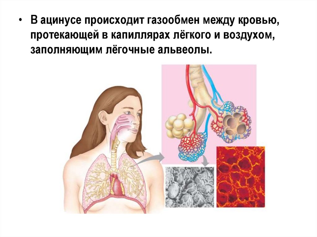 Обмен газов между альвеолярным воздухом и кровью. Газообмен между кровью легочных капилляров и альвеолярным воздухом. Альвеолы схема. Газообмен между воздухом в легких и кровью. Альвеолы в лёгких.