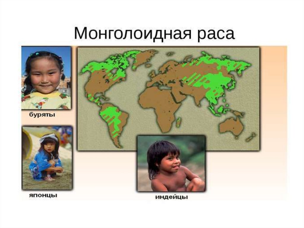Представители монголоидной расы проживают в основном