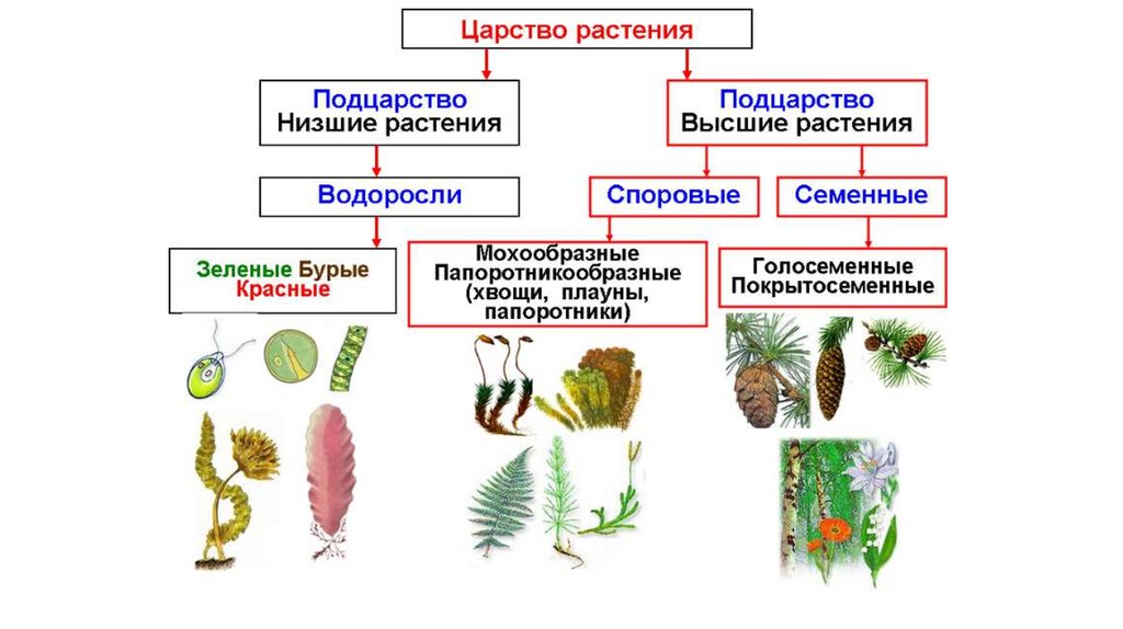 Презентация водоросли 5 класс биология пасечник