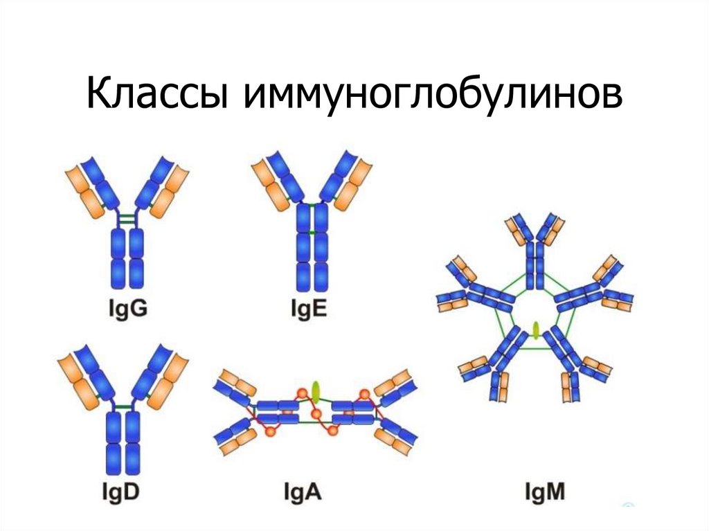 Схема иммуноглобулина g