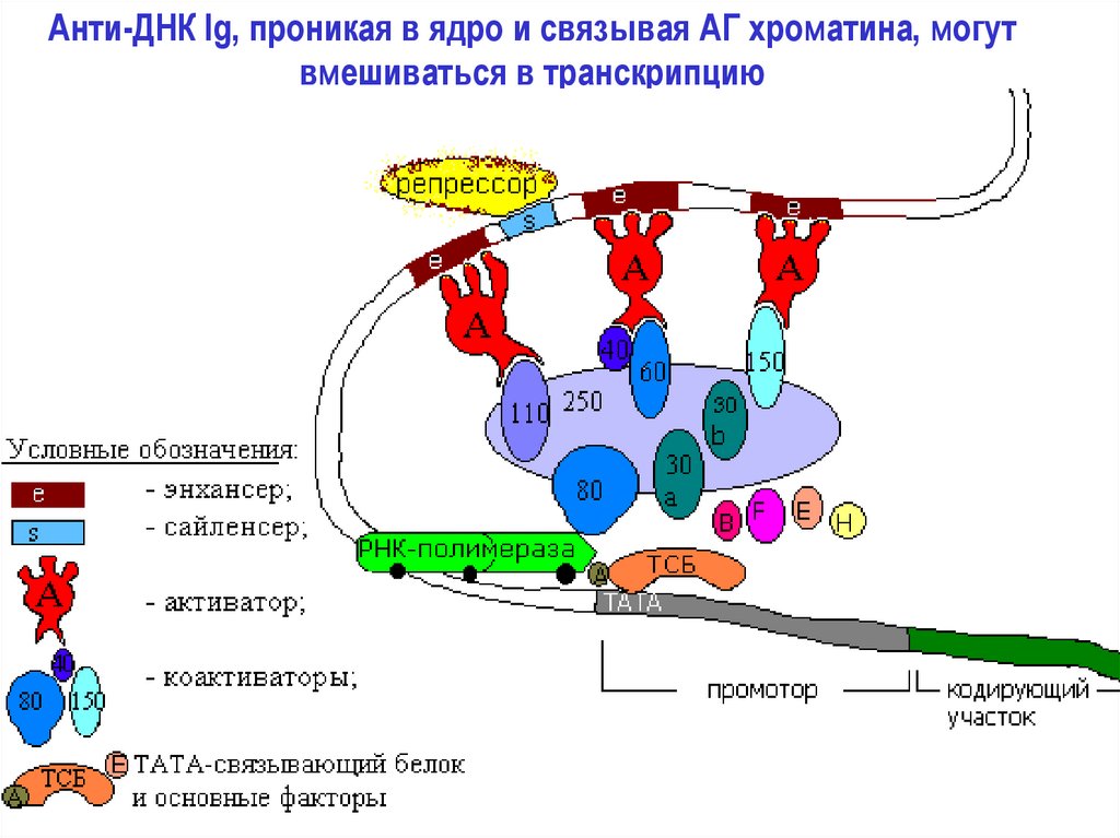 Транскрибируемые участки днк. Анти ДНК. Транскрибируемый хроматин. Где находится ДНК В ядре. Строение ДНК иммунология.