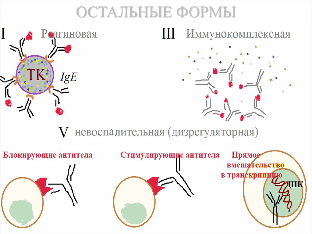 Псориаз иммунология схема