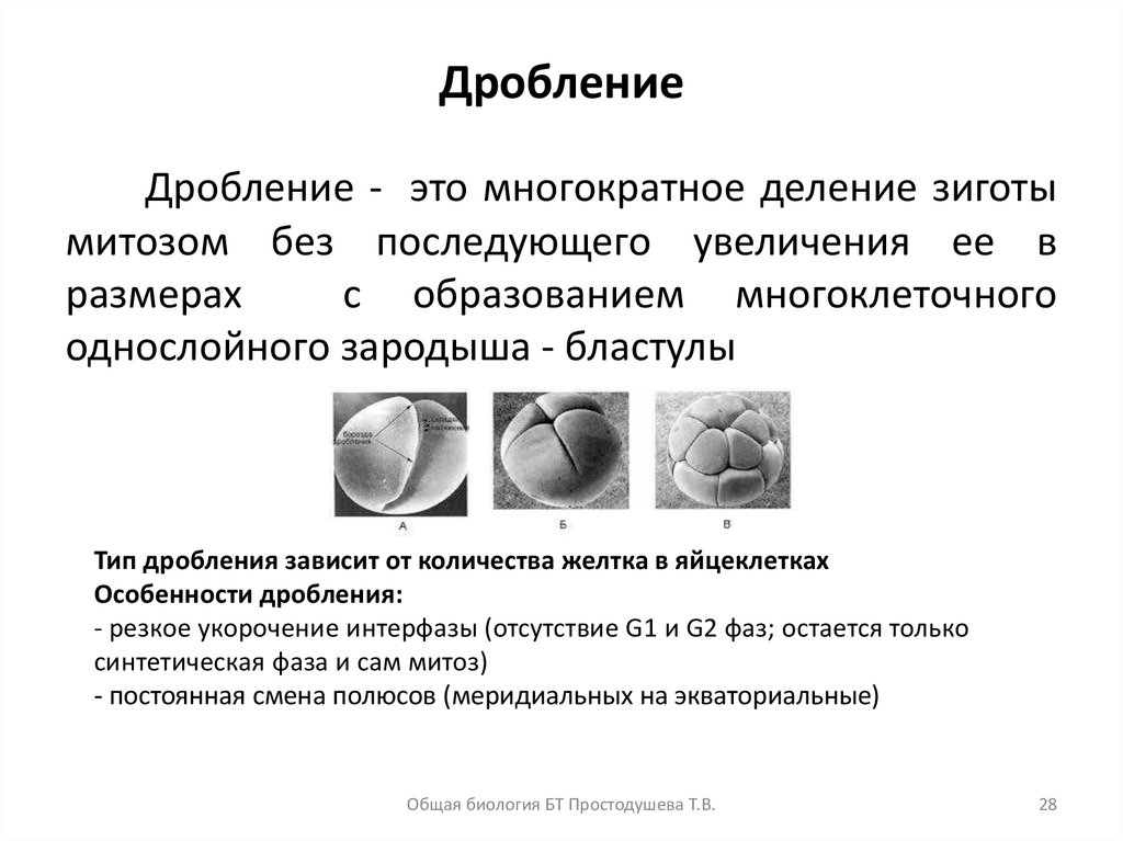 Характеристика периода дробления