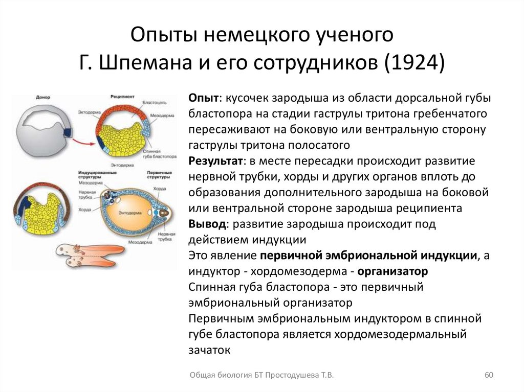 Опыт шпемана