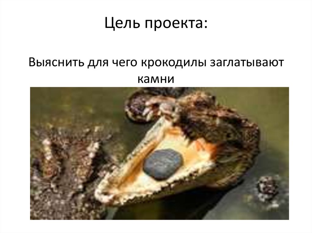 Цель проекта: Выяснить для чего крокодилы заглатывают камни