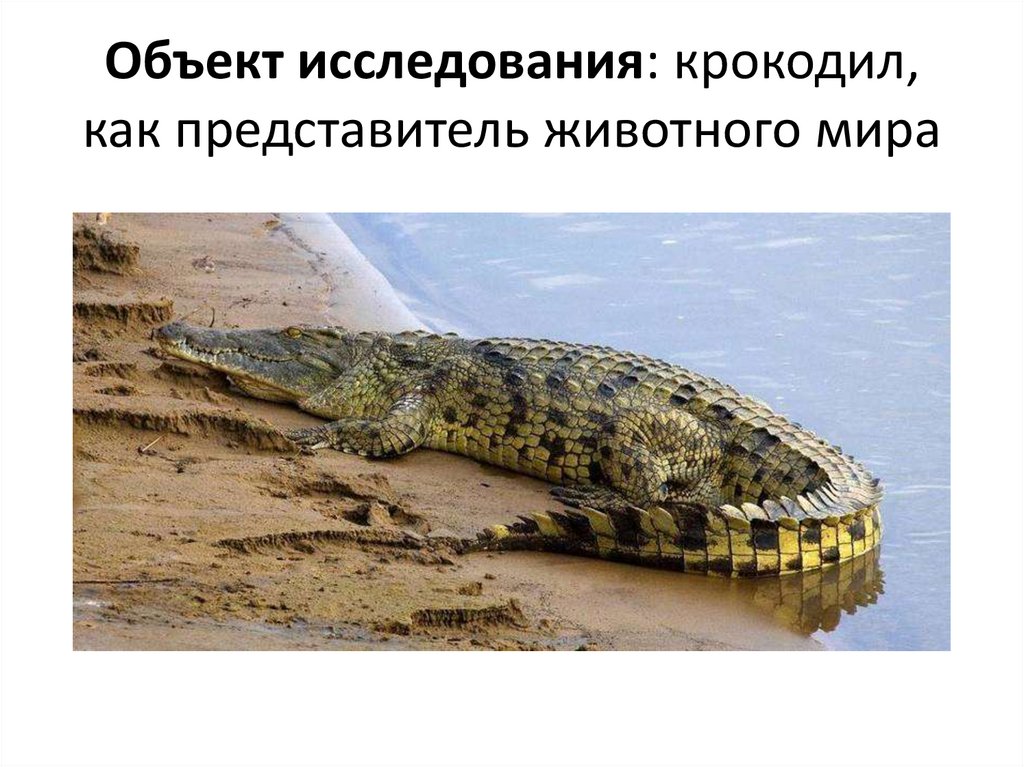Объект исследования: крокодил, как представитель животного мира