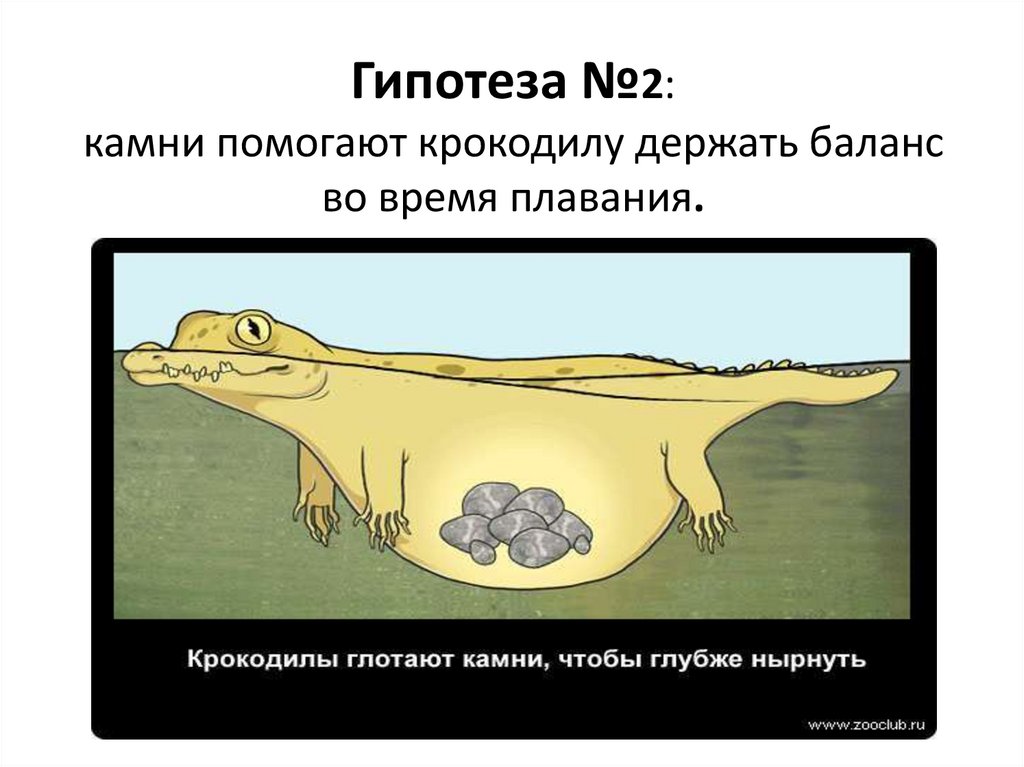 Гипотеза №2: камни помогают крокодилу держать баланс во время плавания.