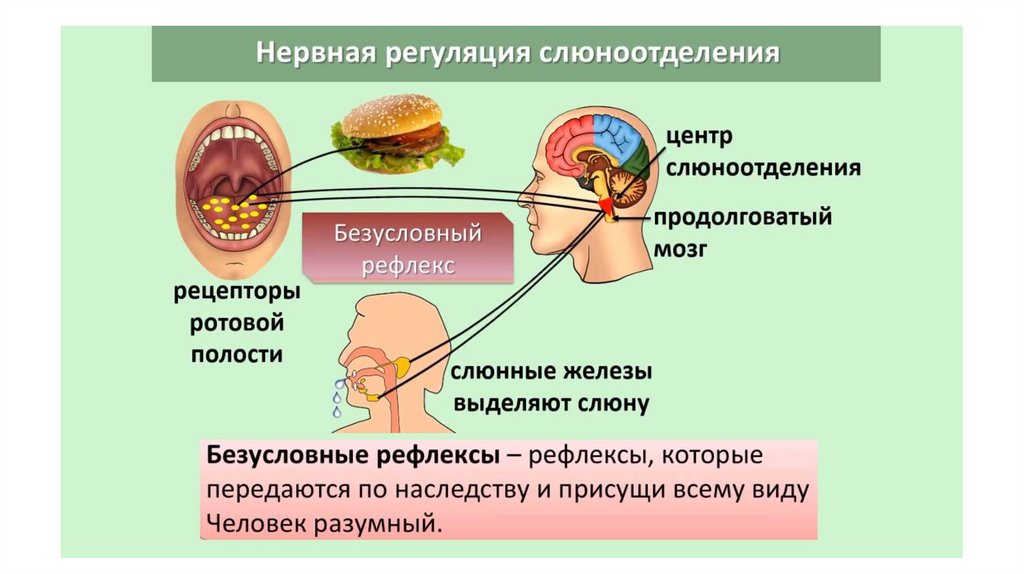 Регуляция пищеварения гигиена питания презентация 8 класс