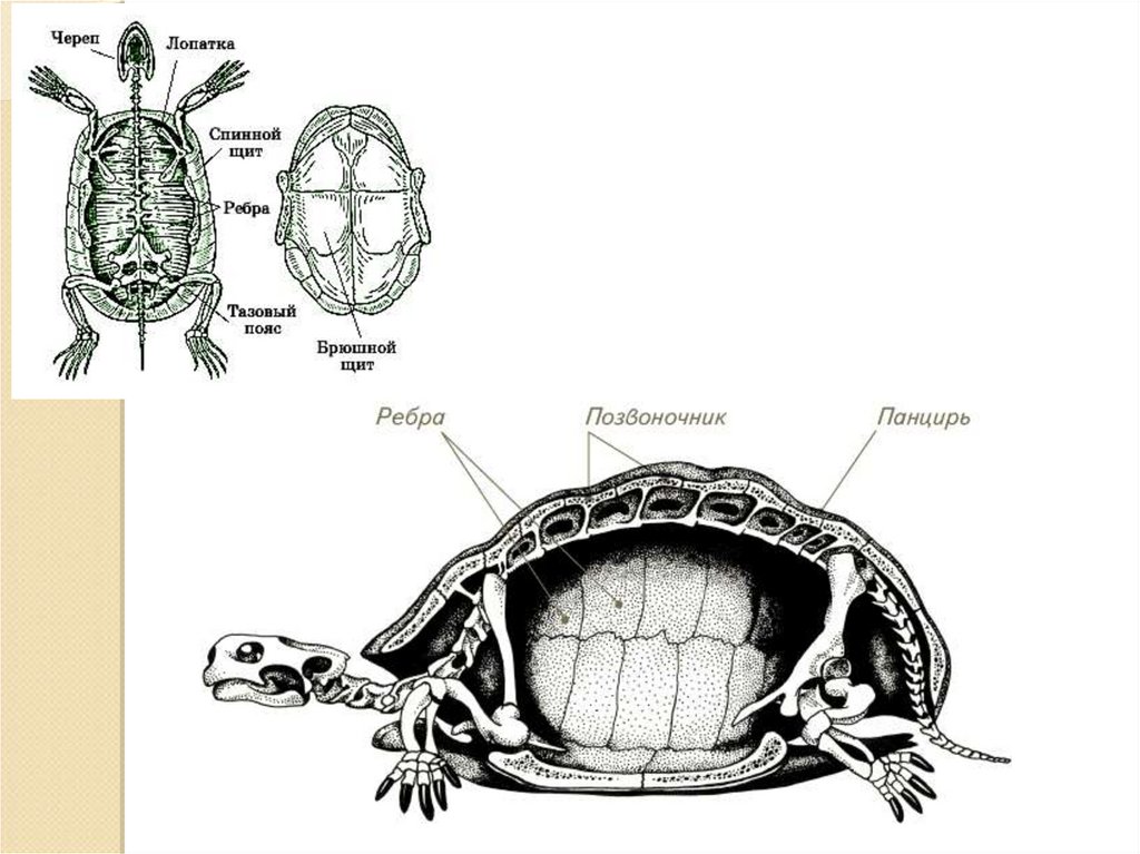 Класс пресмыкающиеся грудная клетка. Строение панциря черепахи. Внутреннее строение черепахи вид сбоку. Скелет черепахи строение. Внутреннее строение черепахи схема.