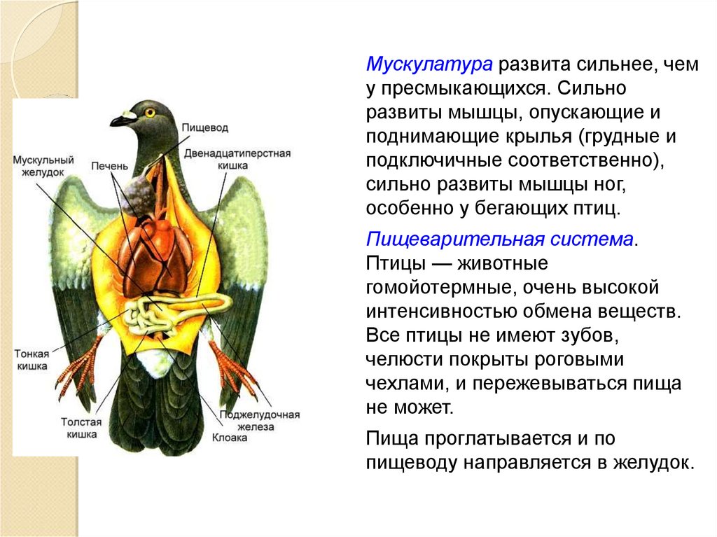 Значение птицы в питании