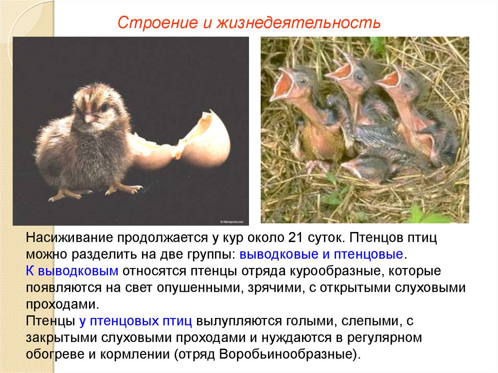 Определите тип развития птенцов. Таблица биологические группы птиц птенцовые выводковые. Типы птенцов выводковые и птенцовые. Птенцовый и выводковый Тип развития. Выводковые птенцы.