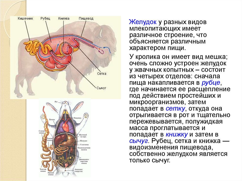 Внутреннее строение млекопитающих кратко. Строение 4х камерного желудка жвачных. Пищеварительная система млекопитающих жвачных животных. Отделы кишечника млекопитающих. Строение сложного желудка у млекопитающих.
