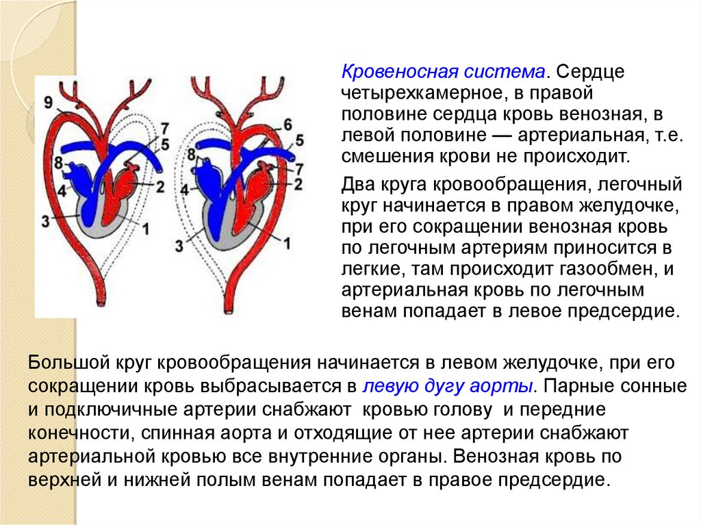 Какая кровь поступает в легкие млекопитающих. Четырехкамерное четырехкамерное сердце. Кровеносная система. Кровеносная система сердца. Артериальная система крови.
