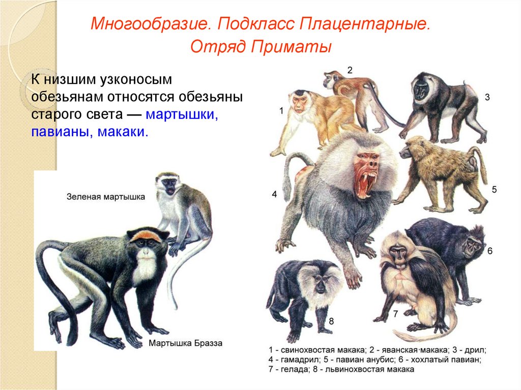 К обезьянам людям относят. Приматы отряды млекопитающих. Отряд высшие приматы семейства. Приматы семейства и представители. Млекопитающие отряд приматы классификация.
