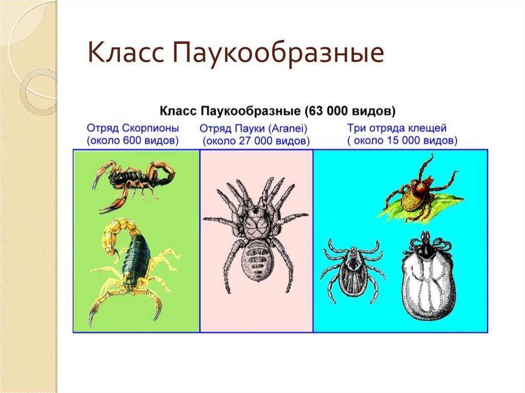 Выбери признаки паукообразных. Биология 7 класс насекомые паукообразные. Членистоногие ракообразные паукообразные насекомые. Общая характеристика пауков. Класс паукообразные многообразие.