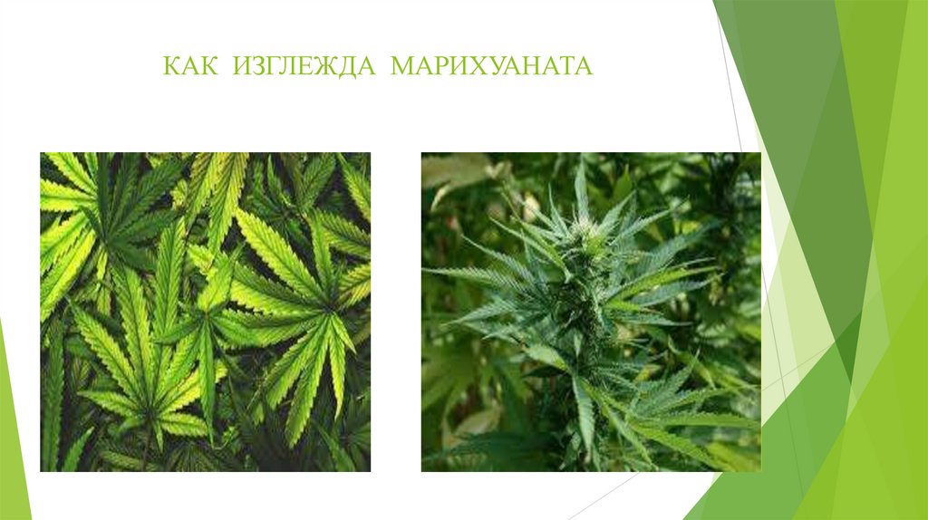 КАК ИЗГЛЕЖДА МАРИХУАНАТА