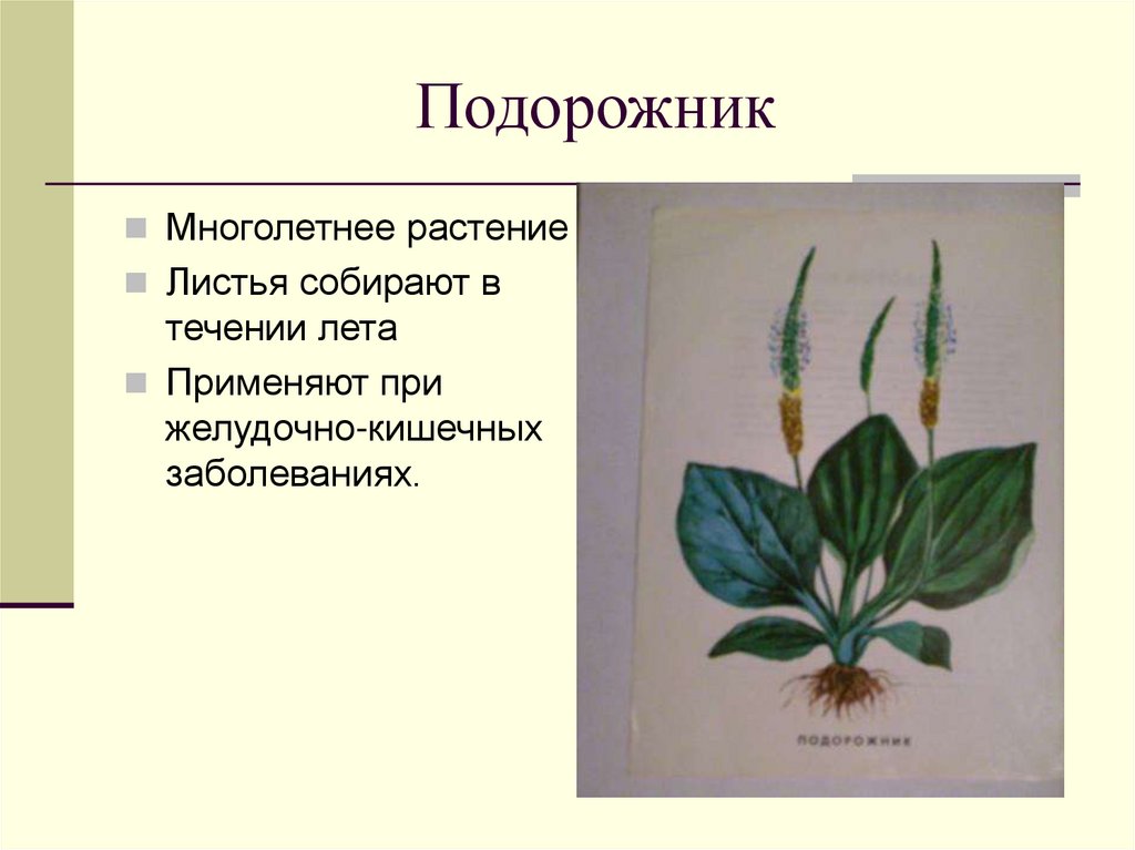 Подорожник